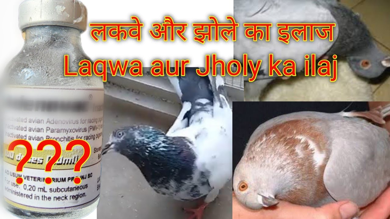 Kabootar k laqwa ka 100% ilaj |KABOOTAR K LAKWAY KA ILAJ
