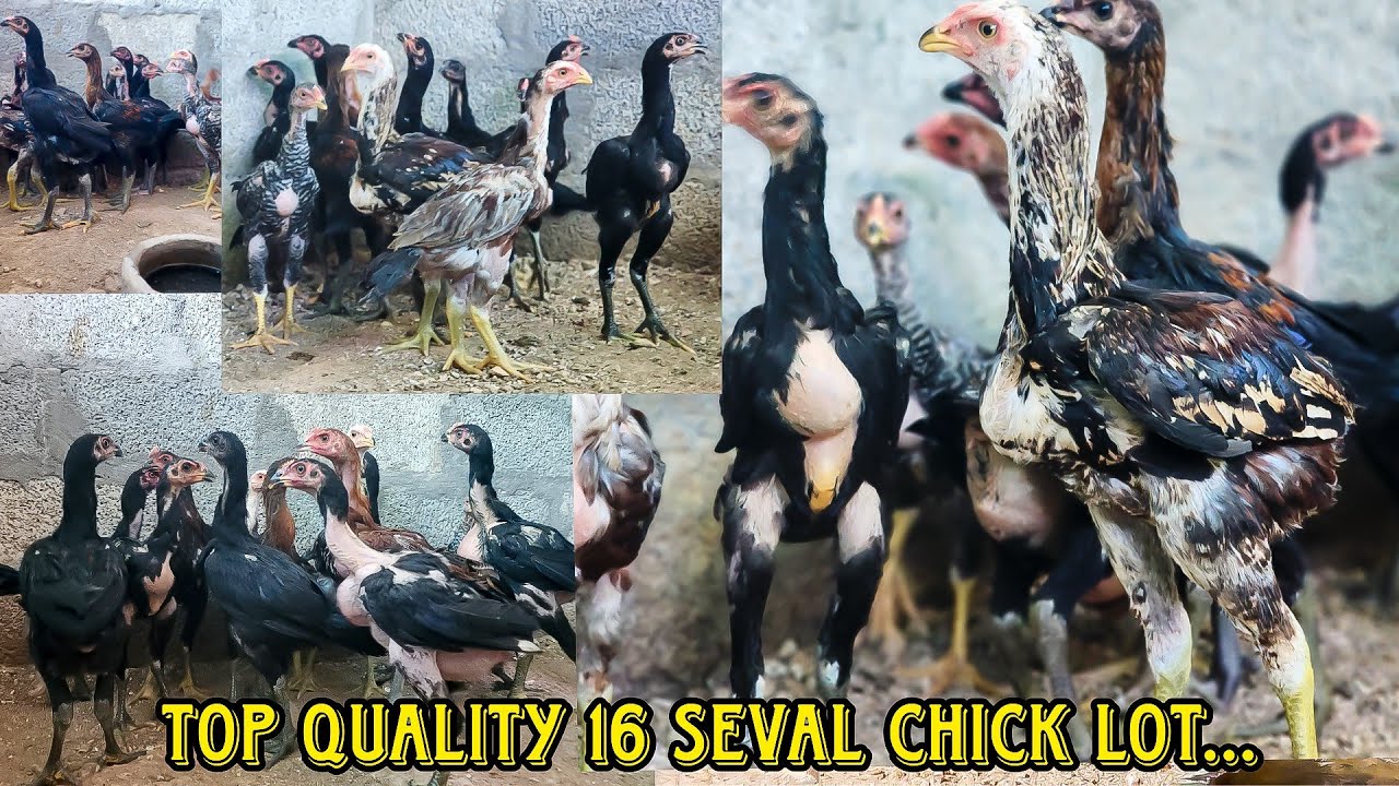 Pure Peruvedai Top Quality Seval Chick Sales - 16 chicks ,7 colours - Heavy size Chicks #tamilanfarm