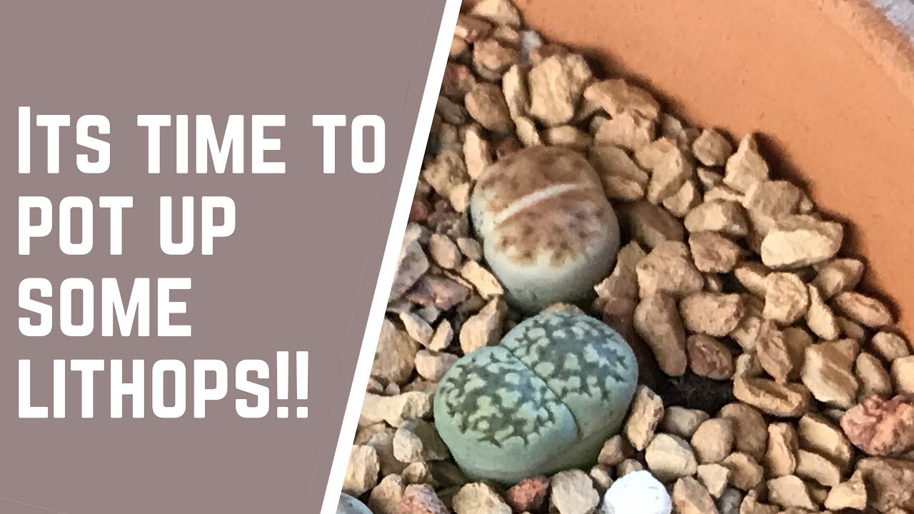 Time to Pot Up Some Lithops!