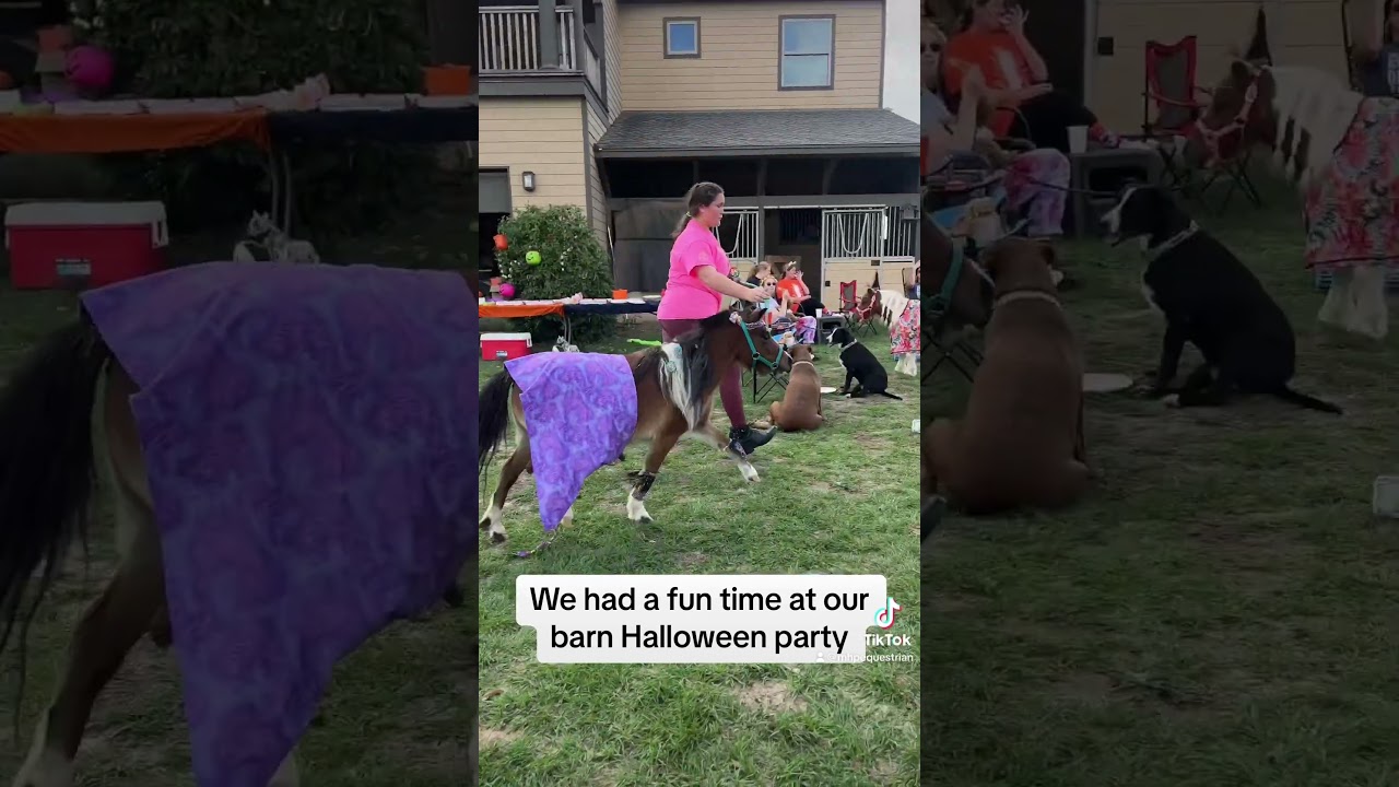 Miniature horse jumping. Halloween horse video
