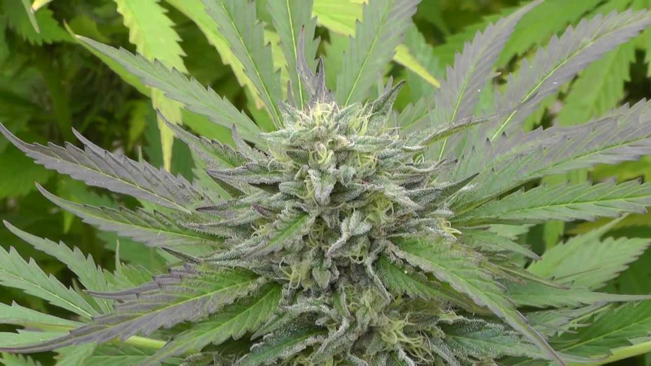 Alien OG Clone Outdoor CA 10/11/12