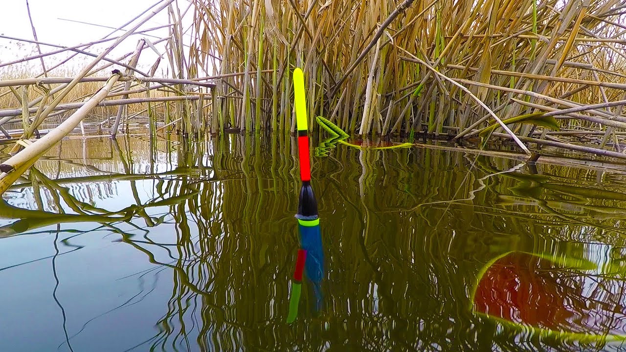 ЛОВЛЯ карася 🐟🐟🐟 на ПОПЛАВОК в густом камыше. Рыбалка на поплавок Рыбалка в мае - караси на поплавок