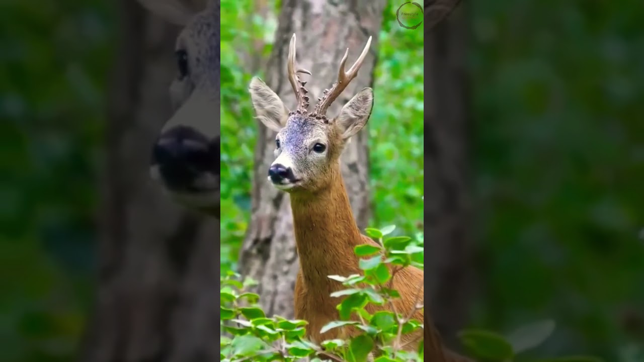 A male roe deer calling | Sound Effects