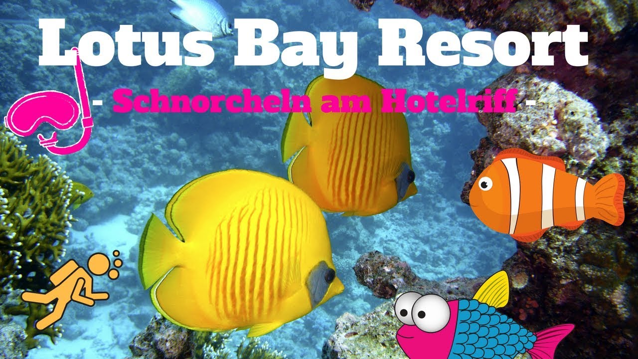 SNORKELING LOTUS BAY RESORT SAFAGA I Schnorcheln am Hausriff - was gibt es zu sehen?