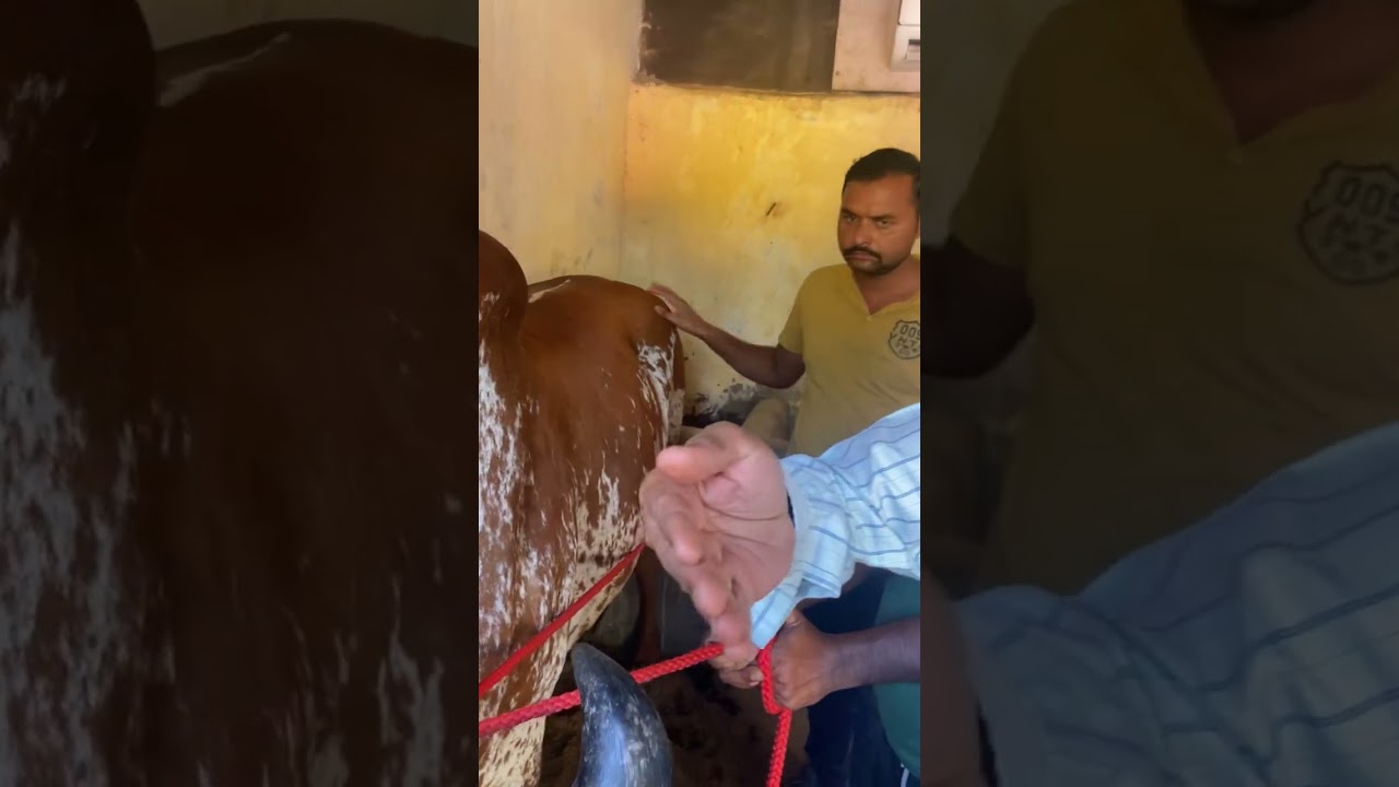 Dehydration l Trypanosomiasis l Anorexia l Gir cow l Dr Umar Khan