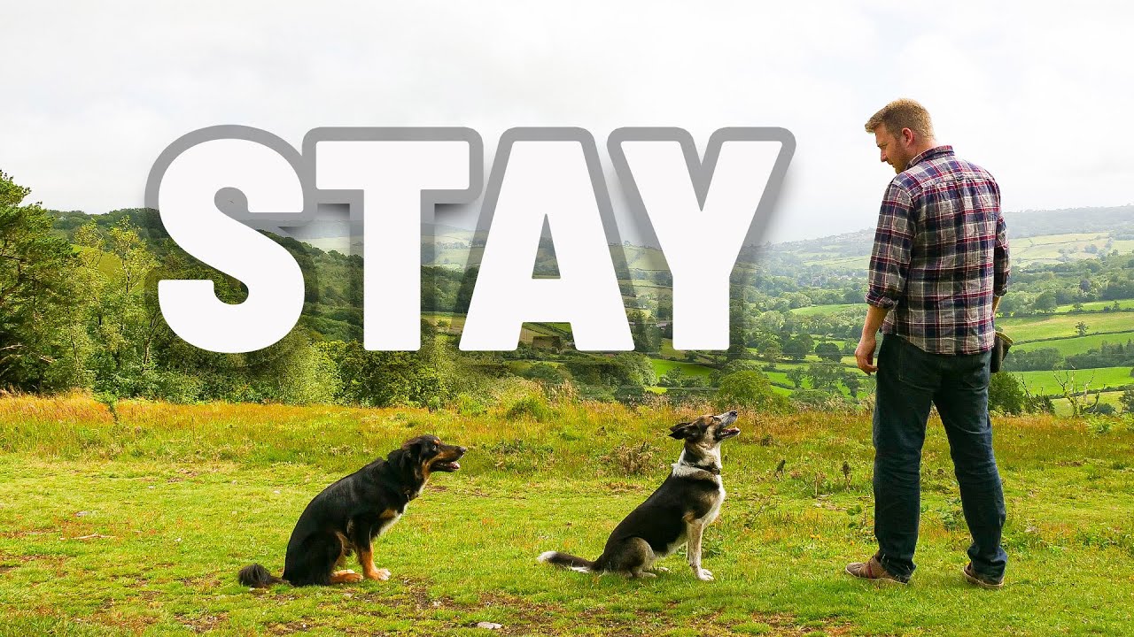 How to Teach Your Dog to Stay Anywhere – 3 Ds Proofing Guide