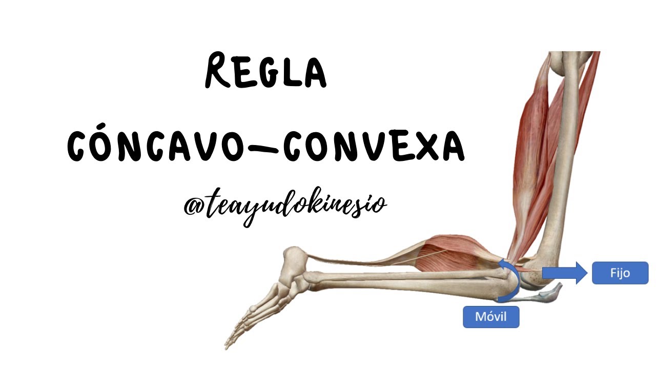 Biomecánica : Regla cóncavo - convexa en 9 minutos