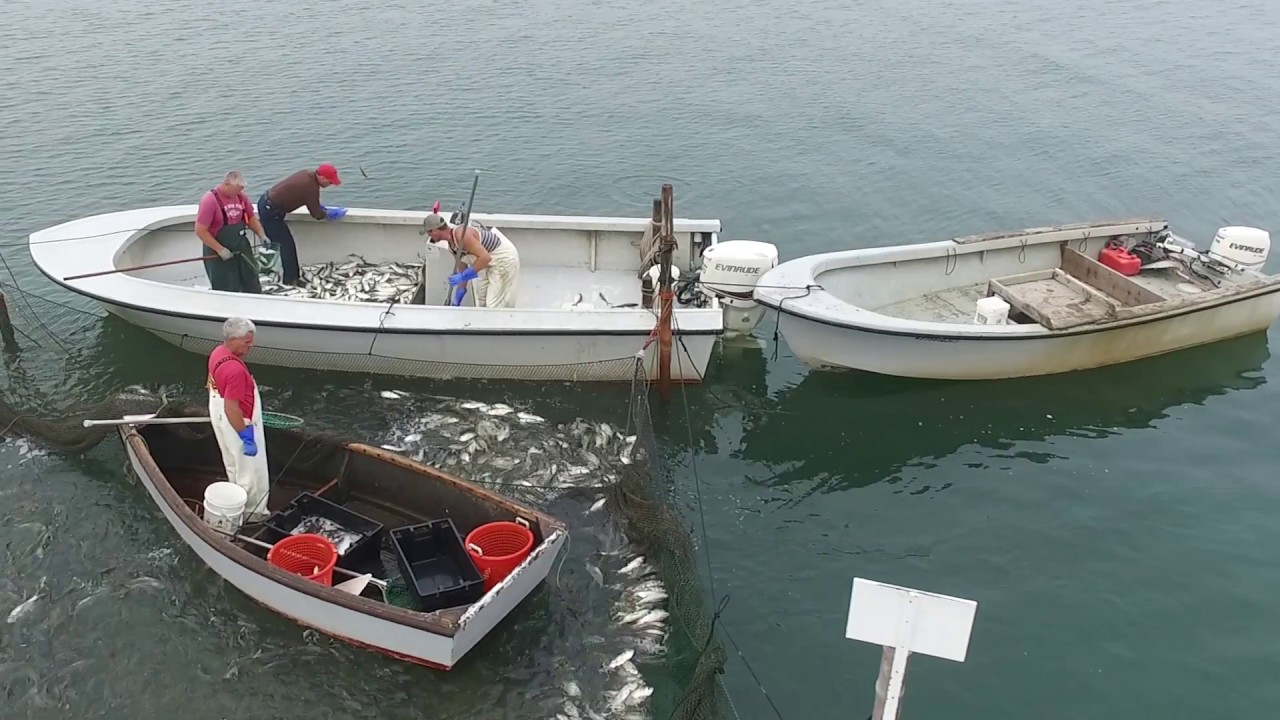 Pound Trap fishing on Long Island's East End