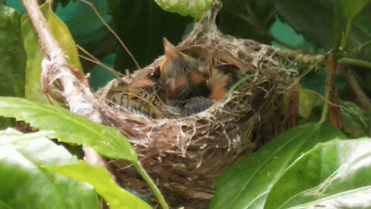 Baby birds in my garden 😊