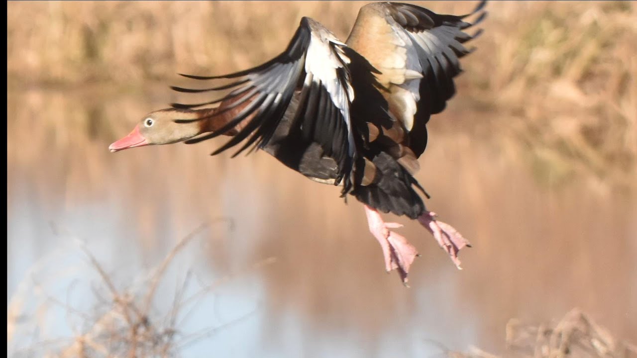 A Day at the Black-bellied Whistling Duck Colony at the Savannah National Wildlife Refuge.
