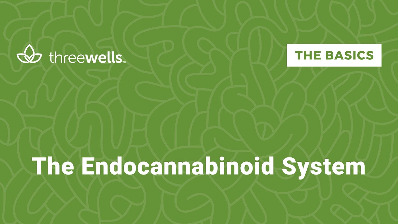 The Endocannabinoid System