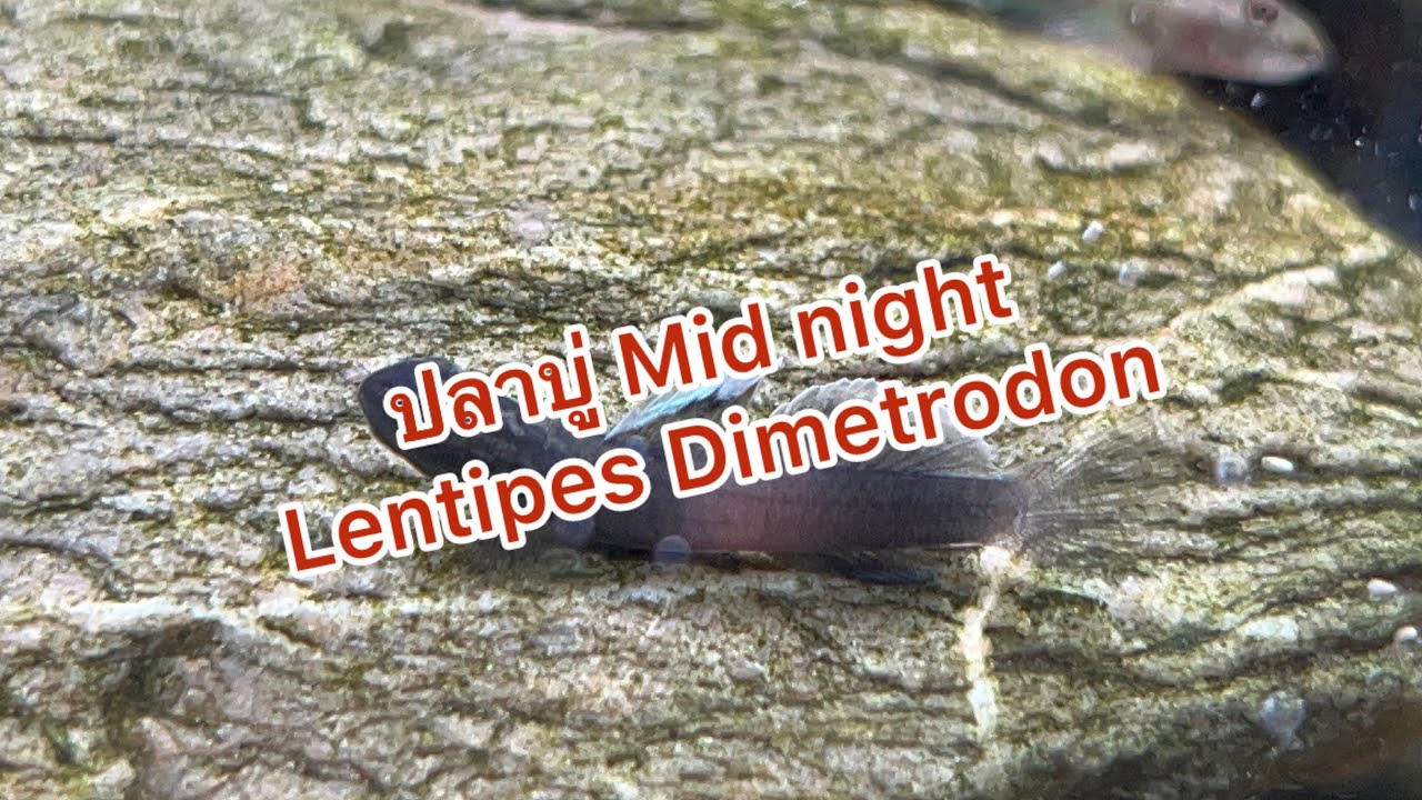 ปลาบู่แคระ Mid night (Lentipes Dimetrodon)