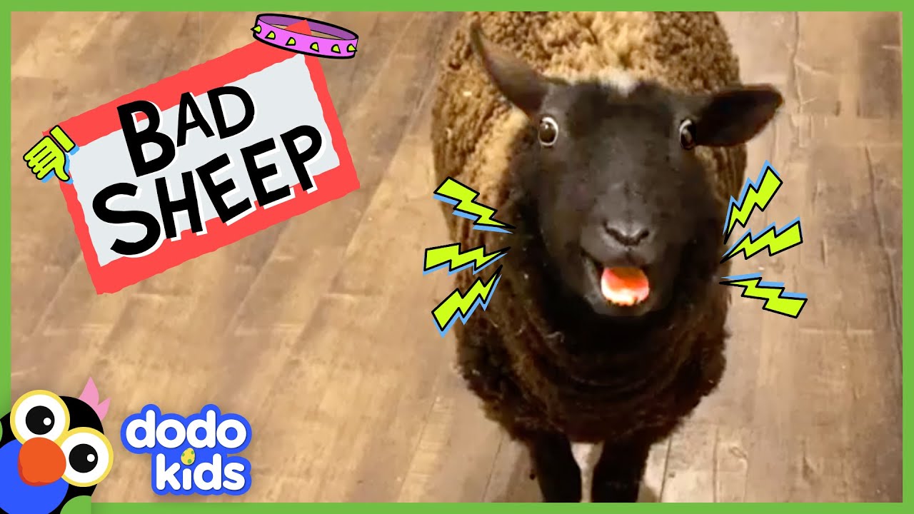 This Sheep Yells Way Too Much!! But We Love Her Anyway... | Bad Boys And Girls | Dodo Kids