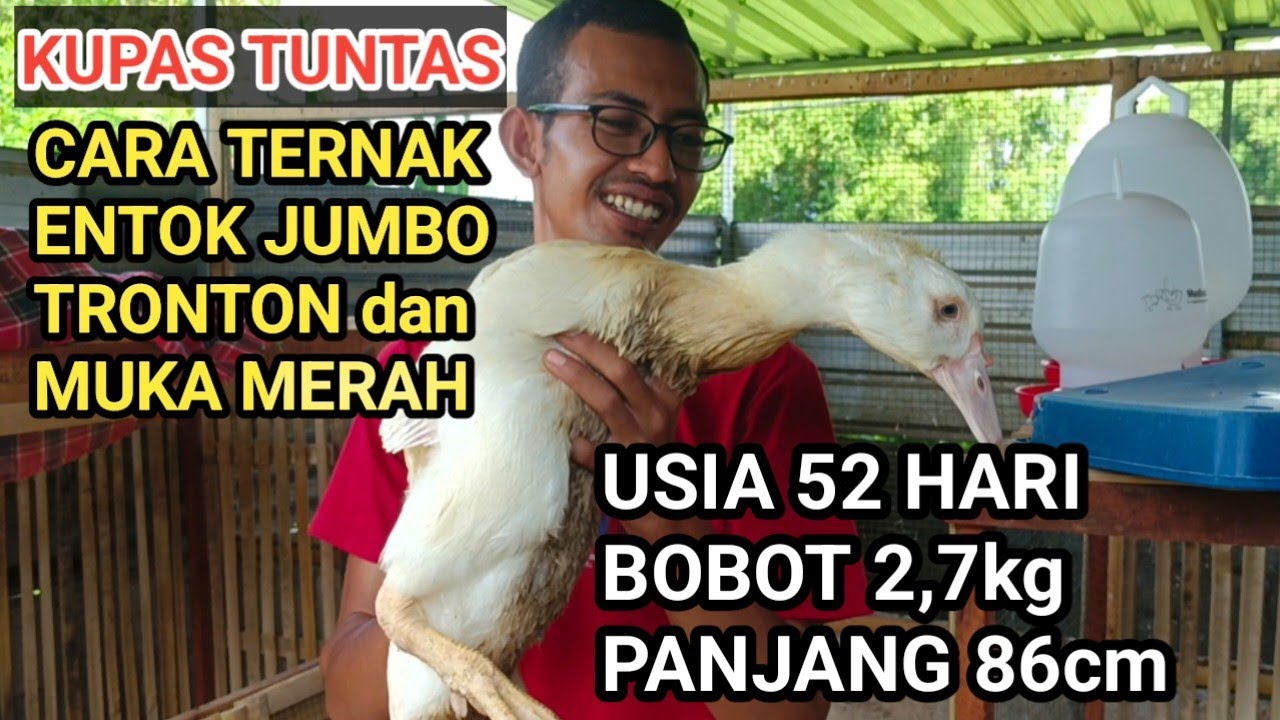 УТЕЧКА, КАК РАЗВОДИТЬ JUMBO ENTOCK