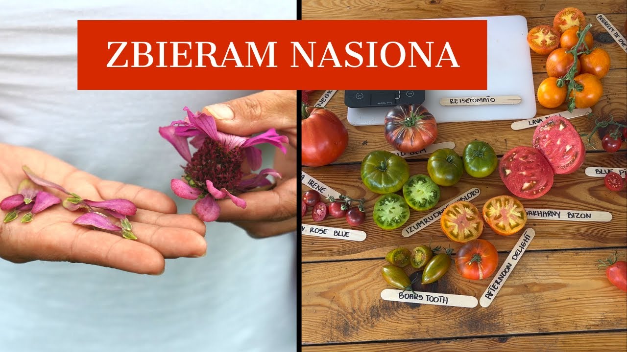 Zbieram nasiona na nowy sezon.