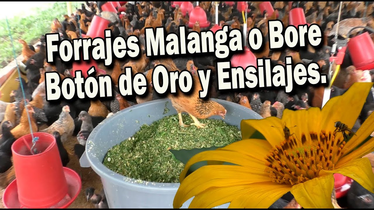 FORRAJES MALANGA O BORE, BOTON DE ORO Y ENSILAJES PARA POLLOS  Y GALLINAS .