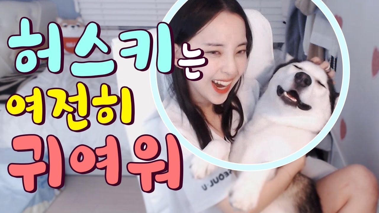 시베리안허스키(Siberian husky,シベリアンハスキー)는 여전히 귀여워애교쟁이 허스키쓰담쓰담 귀여운 리액션