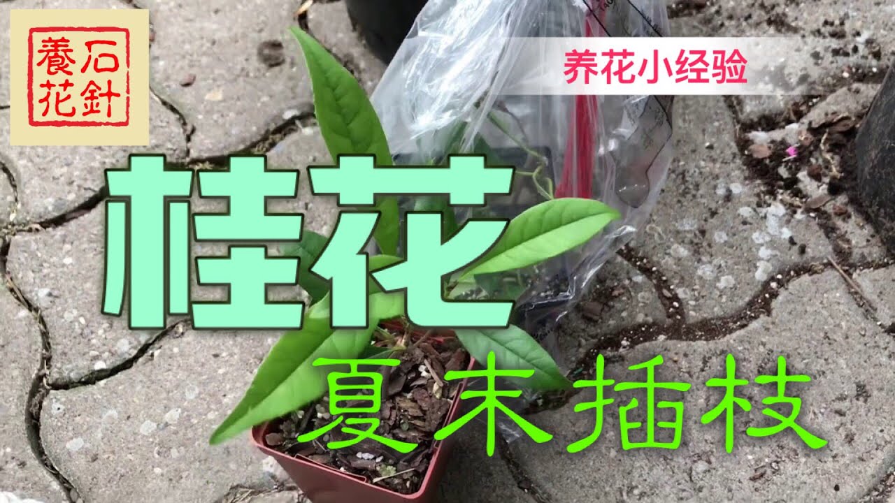 桂花扦插 - 今年第二次扦插，9月