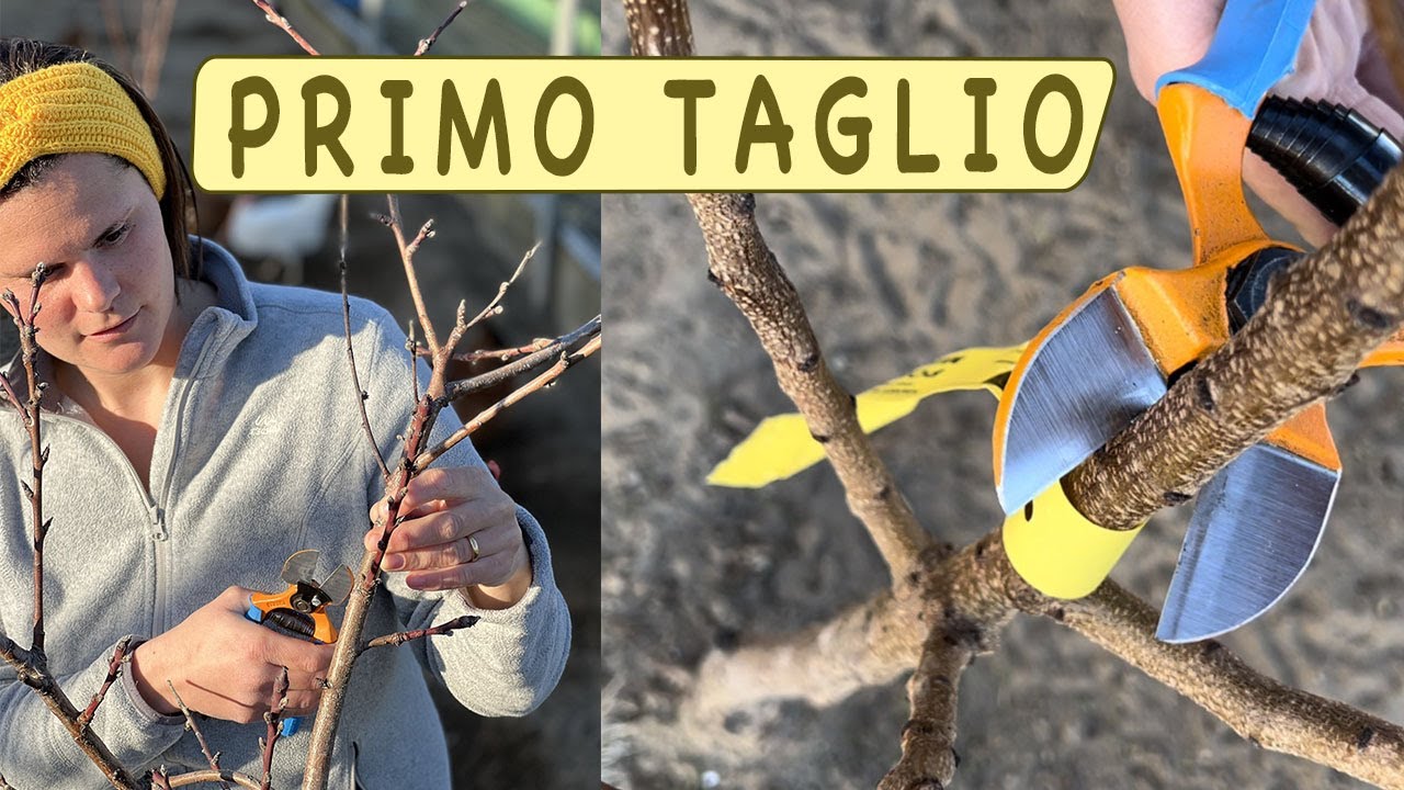 come POTARE ALBICOCCO - costruire impianto a vaso