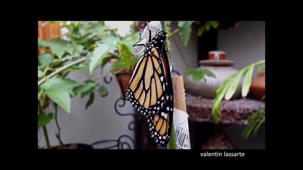 Mariposa monarca  y su ciclo