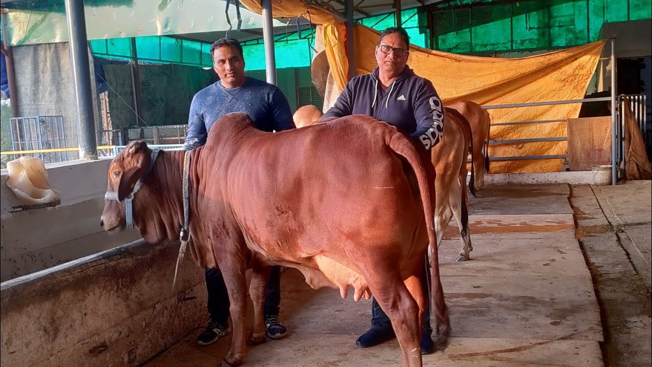 (473) 👍👍 Super Quality Sahiwal cow farm # 👍👍बाप बेटे ने मिलकर बनाया साहिवाल गायों का जबरदस्त फार्म