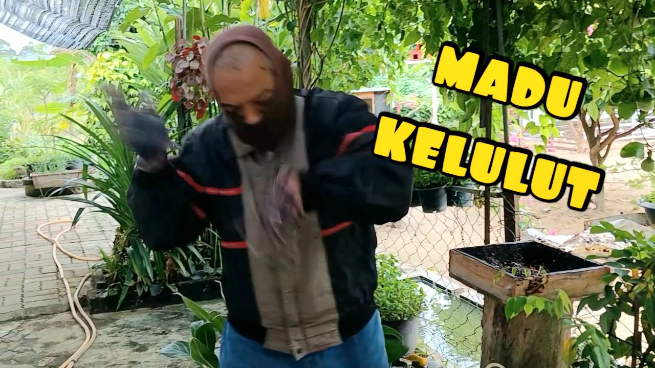 ✅️ Puasa-Puasa Pun Kena Sting! 😂 Tuai Madu Kelulut & Tambah Koloni Baru!
