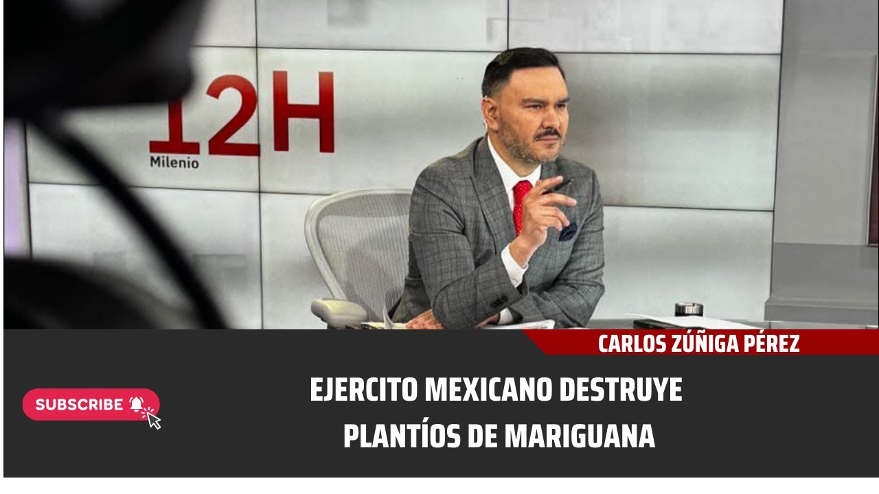 🚨#Ejércitomexicano  destruye plantíos de mariguana en Badiraguato.