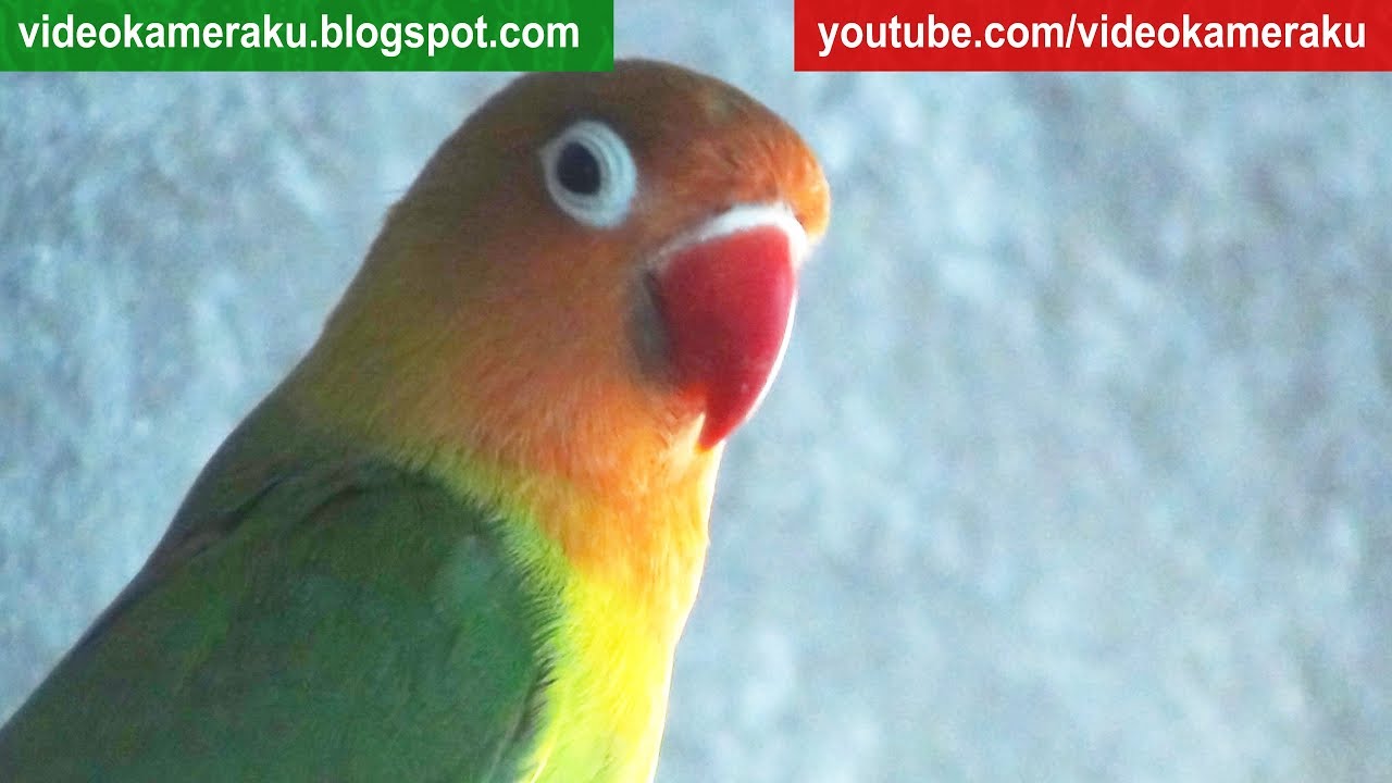 Lovebird Sounds 1 Hour - June-1-2018