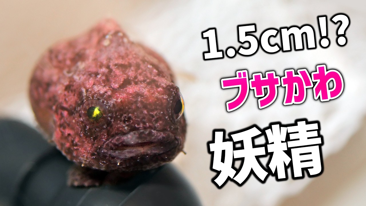 可愛さ悶絶級！冬の磯に現れる究極の“ブサかわ魚”を捕獲します