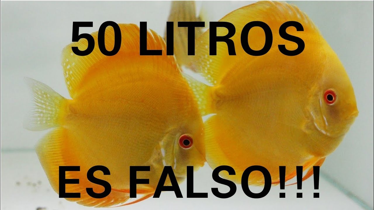 ¿50 LITROS POR PEZ DISCO? FALSO!!!, TEN LOS DISCOS QUE TU QUIERAS