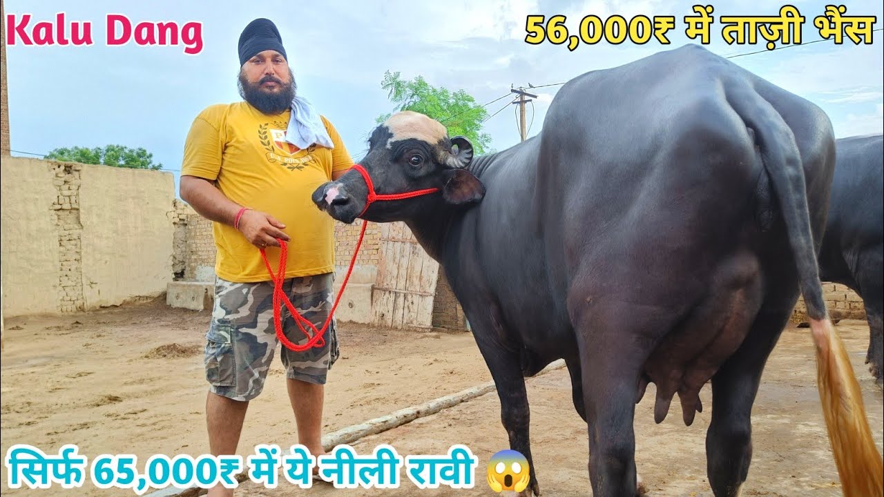 सिर्फ 65,000₹ में यह नीली रावी। 56,000₹ से भैंसों के दाम शुरू 5 भैंसे बिकाऊ। Dang Dairy Farm