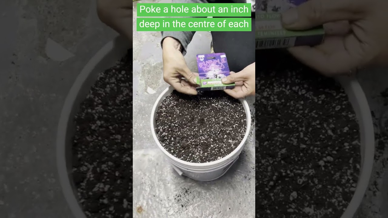 Starting Our Purple Kush Autoflower Grow in Kryptonite Soil | Week 1 Journey
