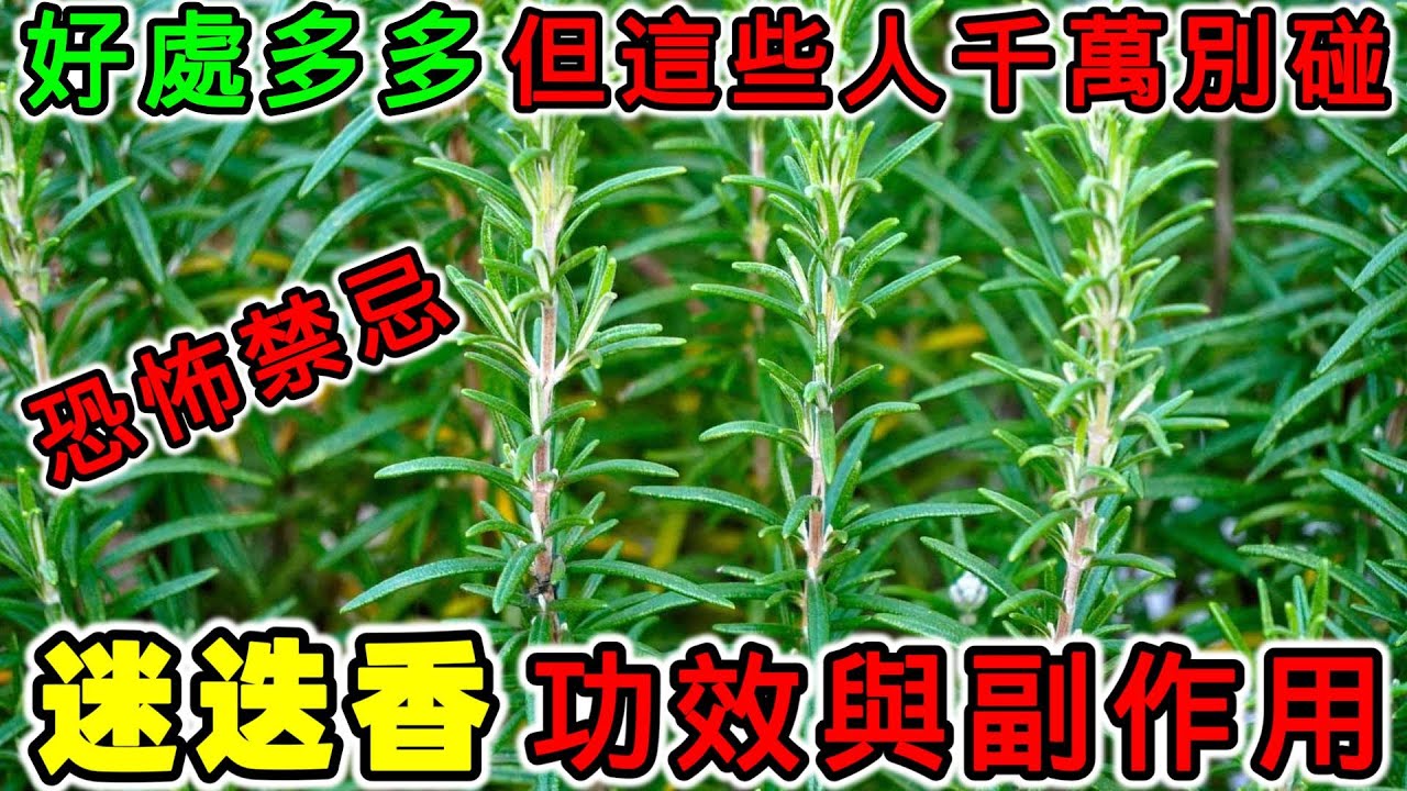 迷迭香的營養價值？迷迭香的功效，迷迭香的副作用，迷迭香怎麼吃？迷迭香可以泡茶喝嗎？迷迭香不能和什麼一起吃？哪些人不適合吃迷迭香？