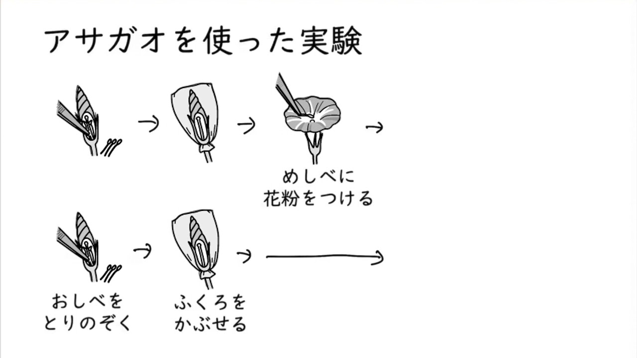 種子のでき方②アサガオ
