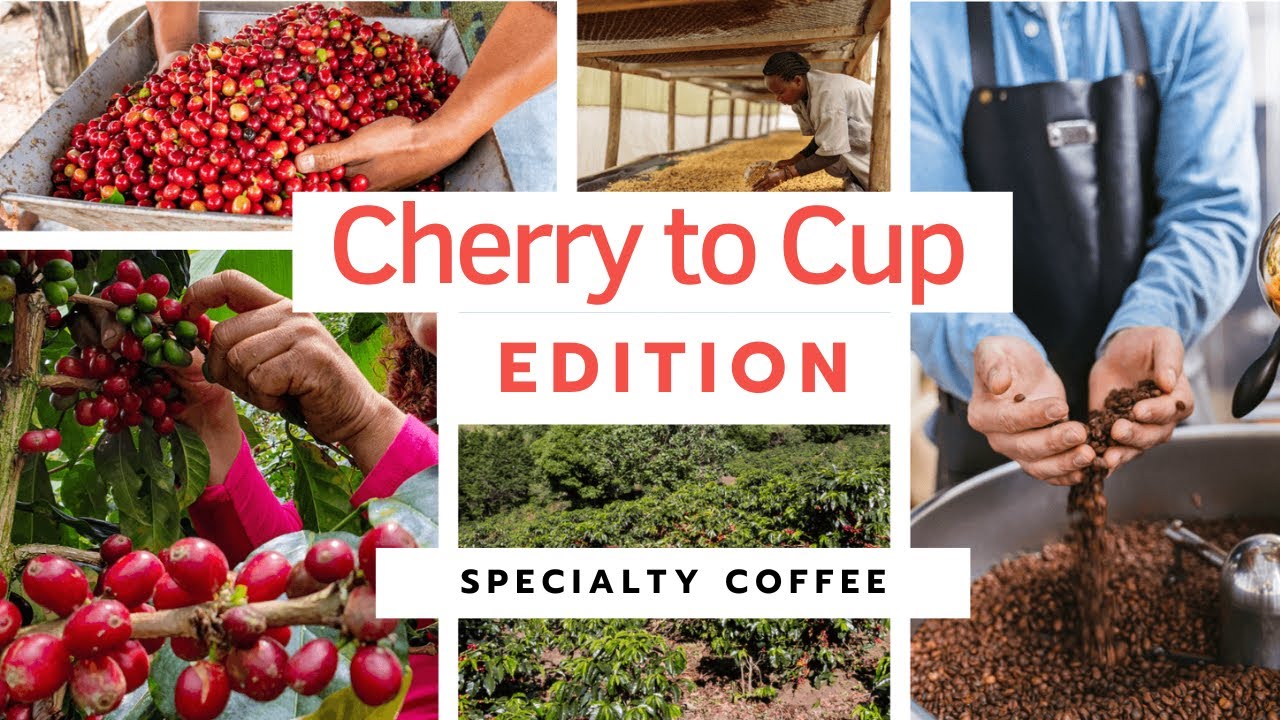 Learn about Specialty Coffee Farming from the Cherry to Cup