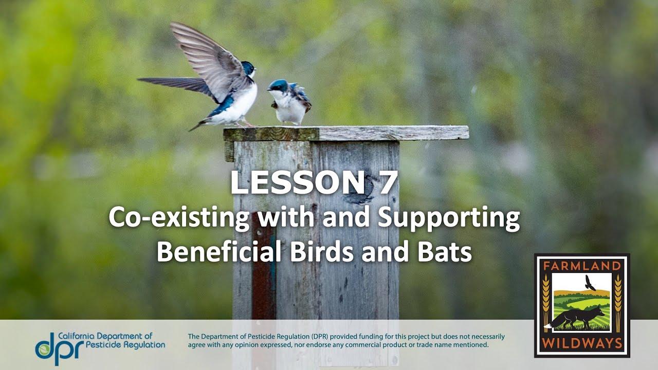 Co-existing with and Supporting Beneficial Birds and Bats Webinar