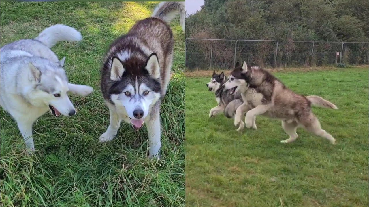 Husky gets treated to an amazing day!