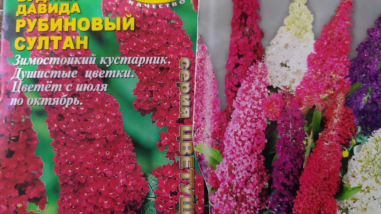 Будлея. Размножение черенками.