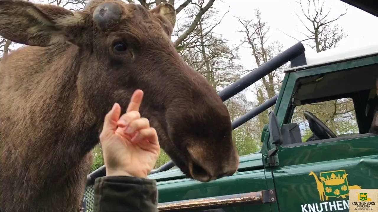 Elg hilser p&aring;