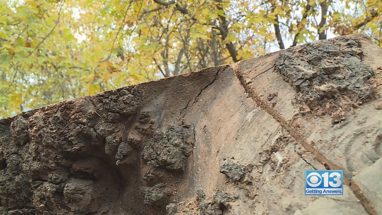 How a small business is turning downed trees in Northern California into treasures