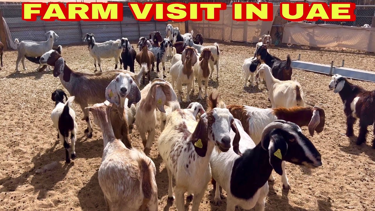 Farm Visit in UAE | Al Dhafra Western Region of Abu Dhabi