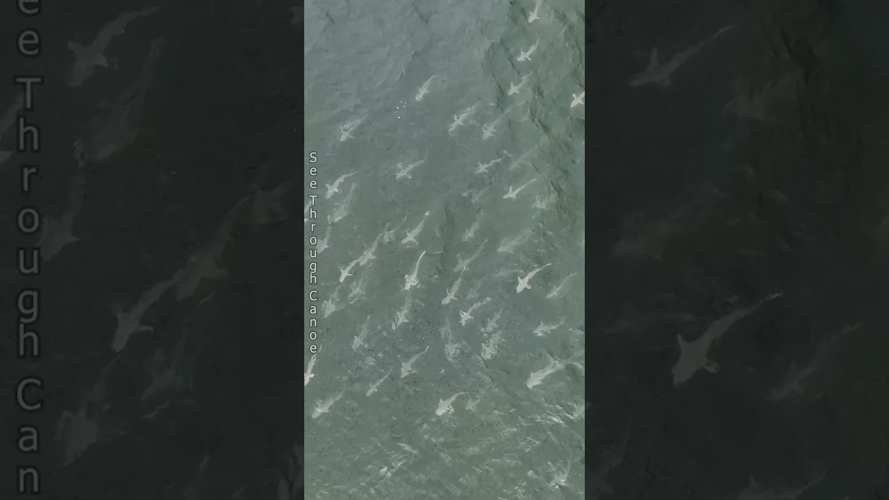 School of Sharks swimming by the beach on a Cloudy Day in St Pete Florida. #nature #nature #sea