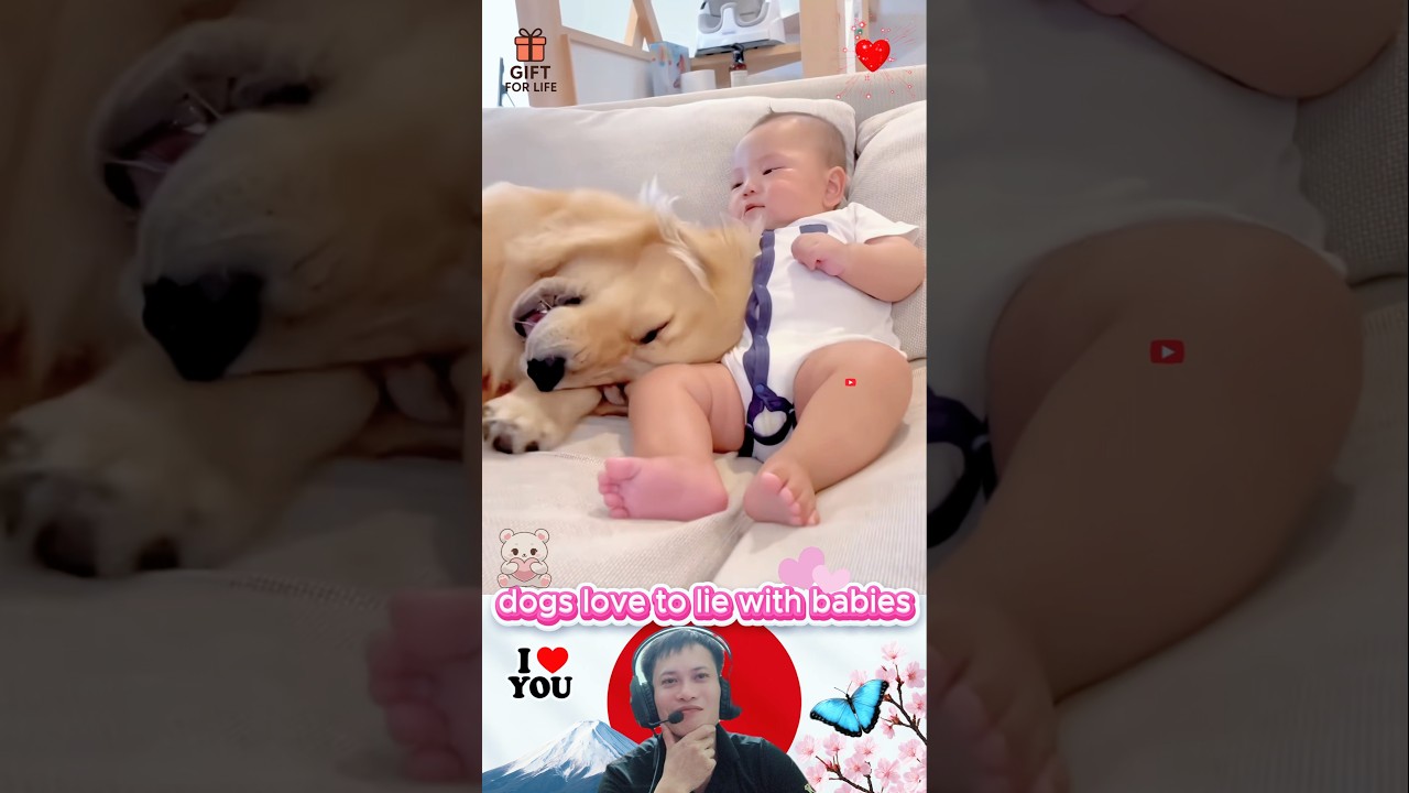 Dogs love to lie with babies&hearts;️🐶&hearts;️#dog #love #baby #fyp #dogshorts #bestfriend #foryou