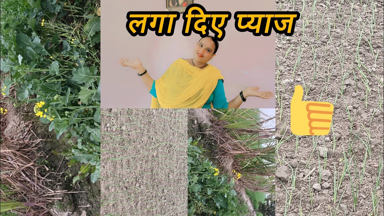आज कार्रवाई पूरे खेत की सैर और लगा दिए प्याज 🧅