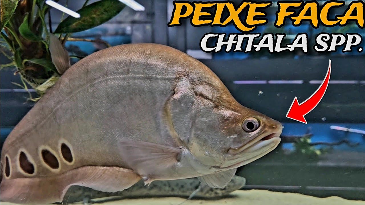 PEIXE FACA PALHAÇO - O QUE VOCÊ PRECISA SABER