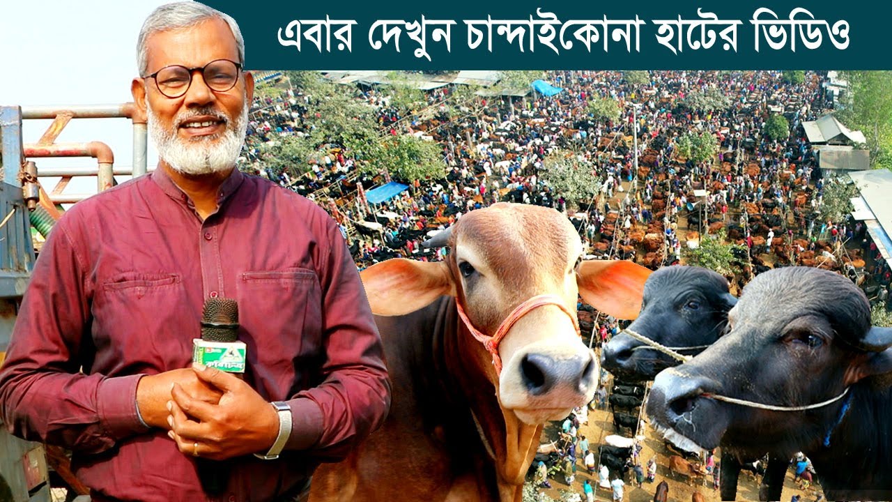 1255- ষাড় গরুর দাম জানুন, চান্দাইকোনা পশুর হাট সিরাজগঞ্জ-র.ই মানিক R.I Manik.Chitrapuri Krishichitra