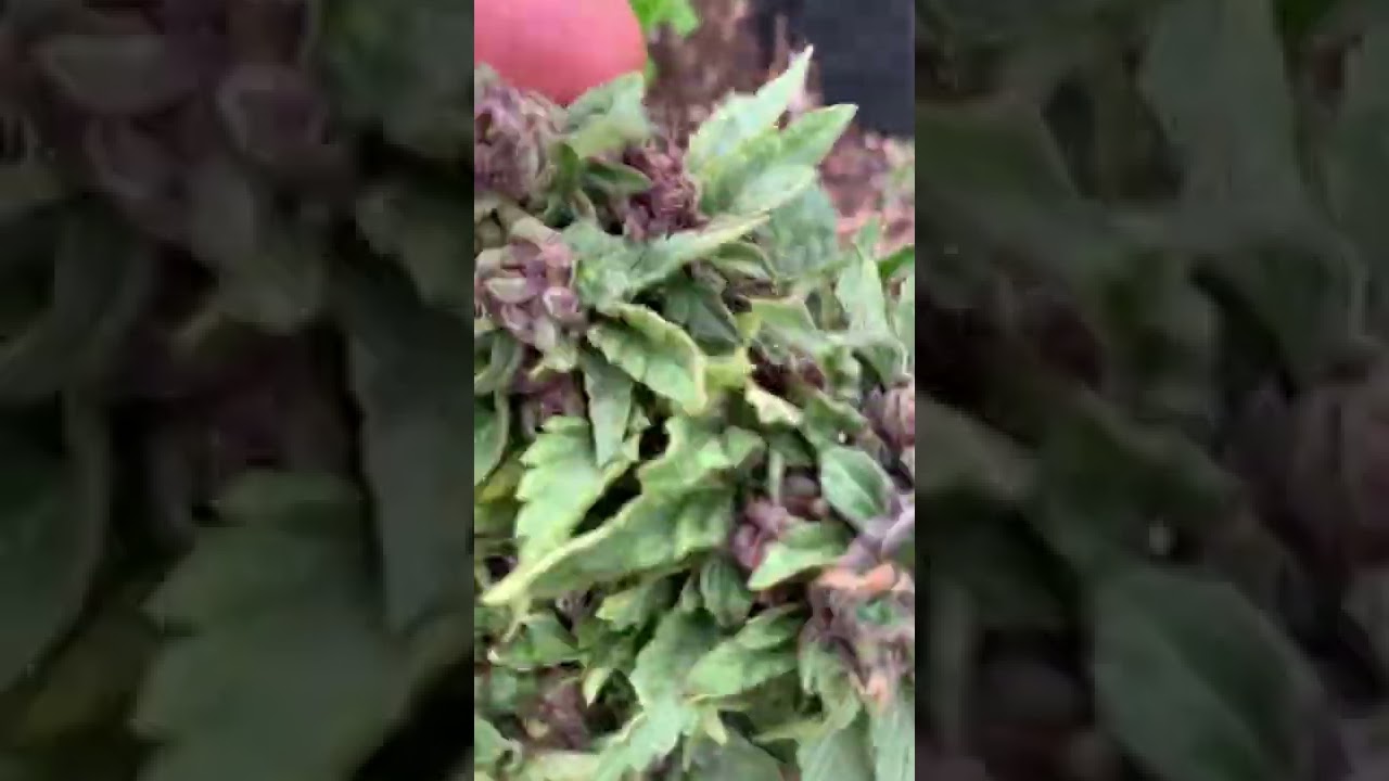 Klonie isle hemp.