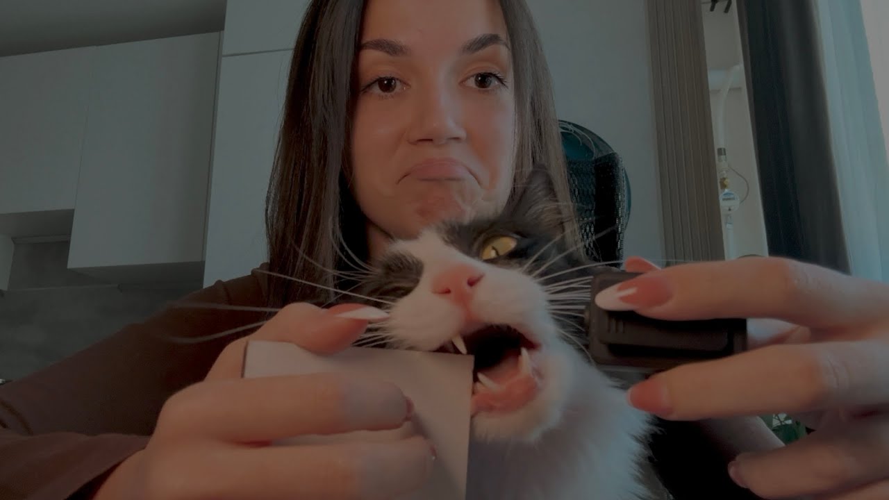 мой кот пробует асмр