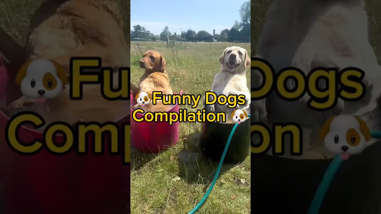 Funny dogs moment #funnydog #cutedog #lovedogs #viralvideos #fyp