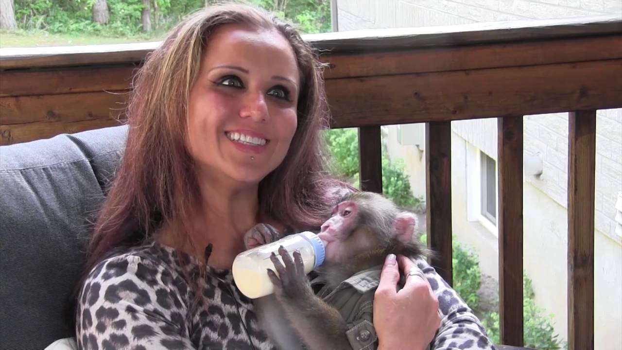 Ikea monkey's former owner introduces her new Japanese macaque